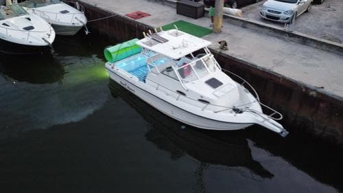 Sea STar Walkarounf 30 feet – Miami